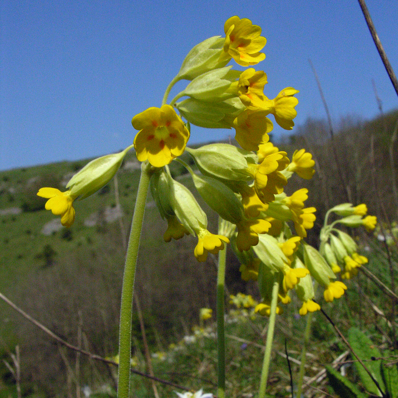 Wildflowers – Field Studies Council