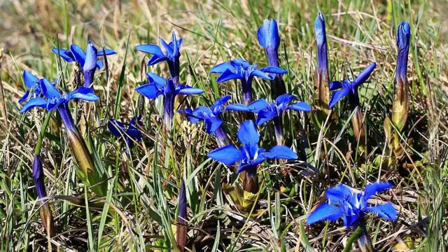 Small gitanilla flowers (Gentiana verna) grow among the grass. The small flowers of vivid blue have five petals and the white center.