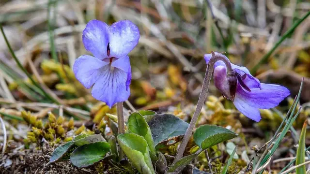 Violet of Teesdale. The small flower that grows between the grass has five violet-colored petals with the white center. 
